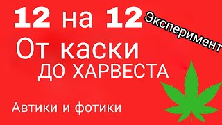 СВЕТОВОЙ РЕЖИМ 12 на 12 ОТ КАСКИ / АВТИКИ И ФОТИКИ / ВЫРАЩИВАЕМ РАСТИХА