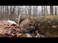 Terrific Tuesday Featuring Forest Squirrels - February 15, 2022
