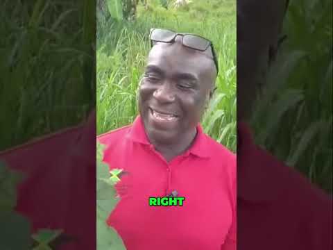 Jamaican Herbs: Subscribe Now & Explore Island Secrets!