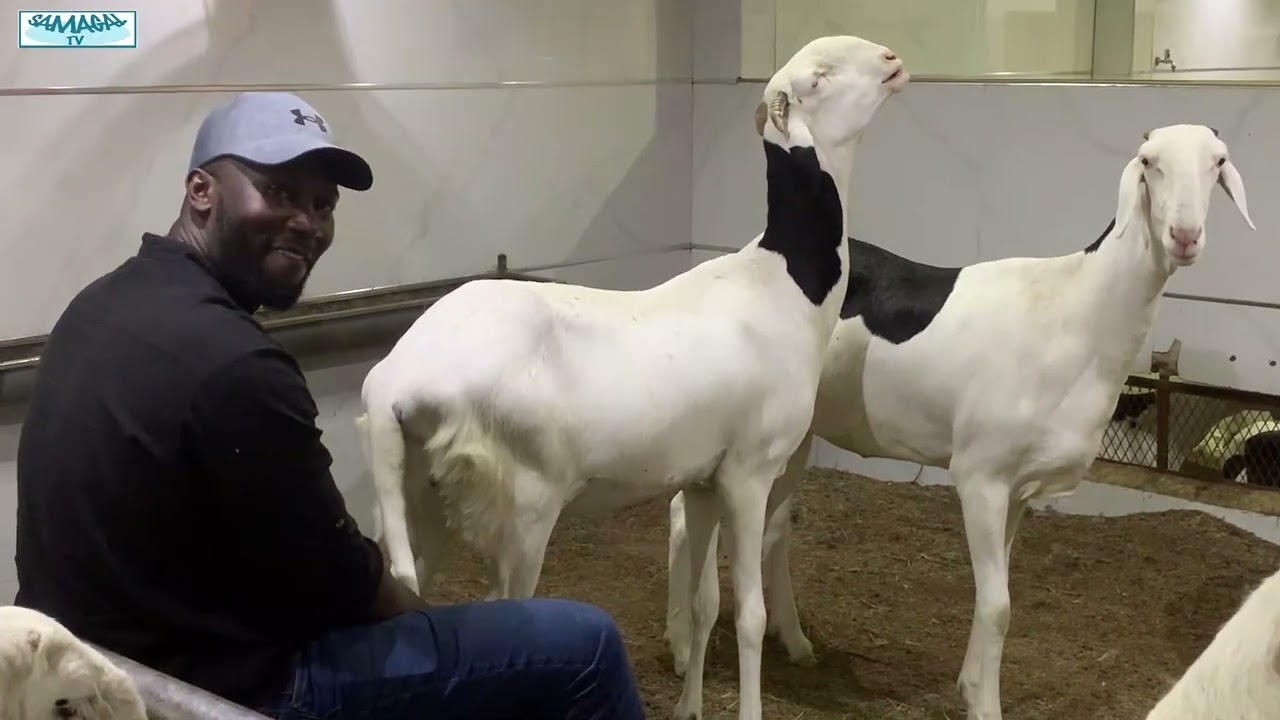 PRODUCTION DE MONTEL A LA BERGERIE NOUROUL MOUNIR