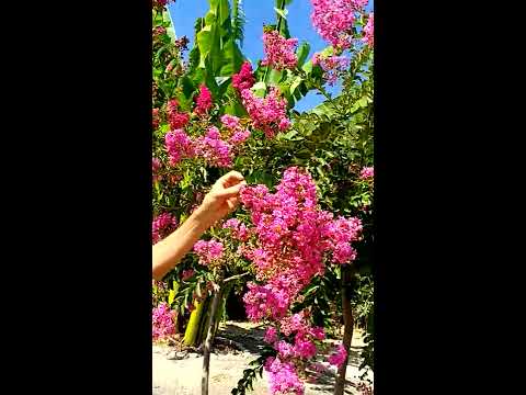 Videó: Folyamatosan Virágzó Kert: évelők Virágzása Augusztusban