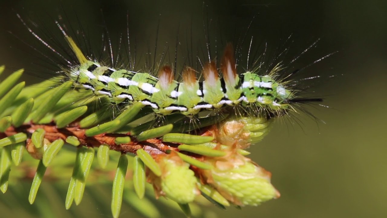 needless in tagalog Tussock Moth Caterpillar (Calliteara abietis) 1of2