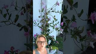 A Climbing Plant Can Transform a Garden Wall