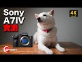 【攝影跌貨王】性價比之王後繼 Sony A7IV 實測