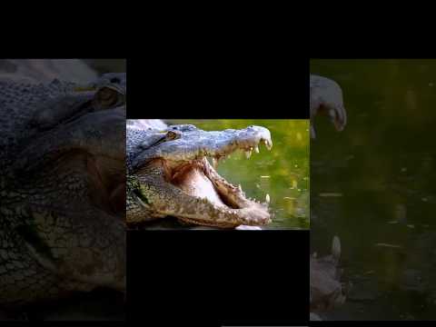 Crocodiles aren’t just
