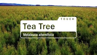 doTERRA Tea Tree Touch (10ml)