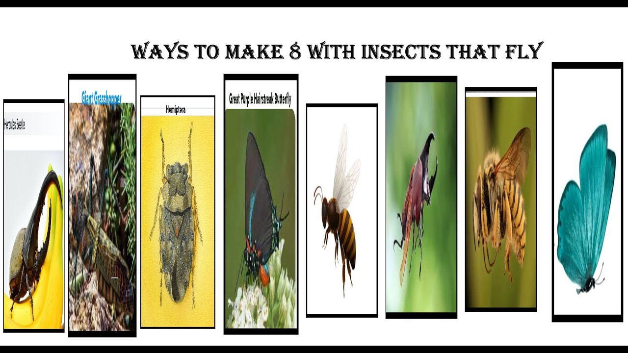 Fun With Numbers by Adding Ways to Make 8 With Insects That Fly #1 ...