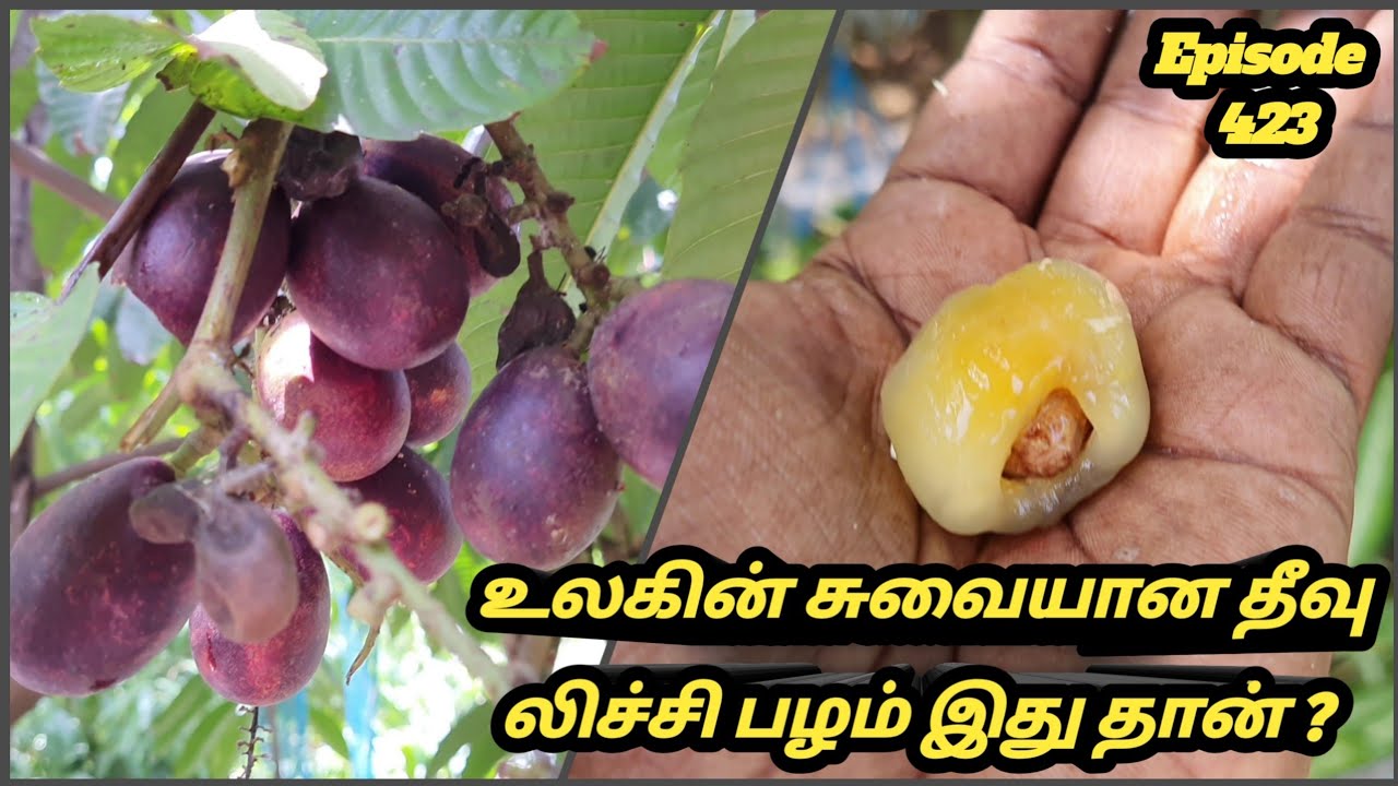 Tava Tree அரிய வகை மடோவா பழம் #Pometia pinnata | matoa | taun tree |island lychee ...
