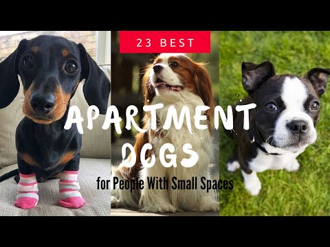 23 Best Apartment Dogs for People With Small Spaces - Top Breeds to Consider