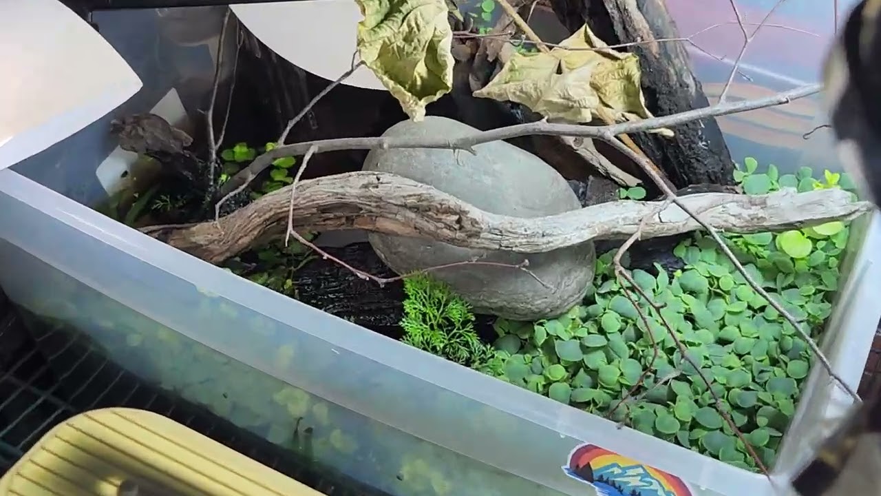 Check out these red root floaters. By carl fish shed @carllaney81aquascapes