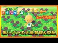 【あつ森】簡単な黒いバラの大量育成&交配の方法 金のジョウロを使わずに金のバラは咲きます【あつまれどうぶつの森】