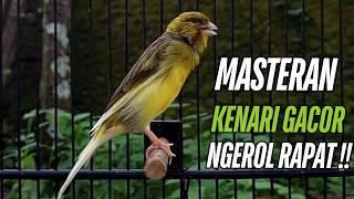 Masteran Kenari Gacor Paling Ampuh & Respon Cepat!! kenari macet bunyi Langsung Nyaut!