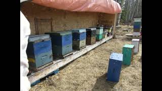 STRONGER FORCE equalizing hives 🐝 Moving a weak hive to get the field bees from a stronger hive