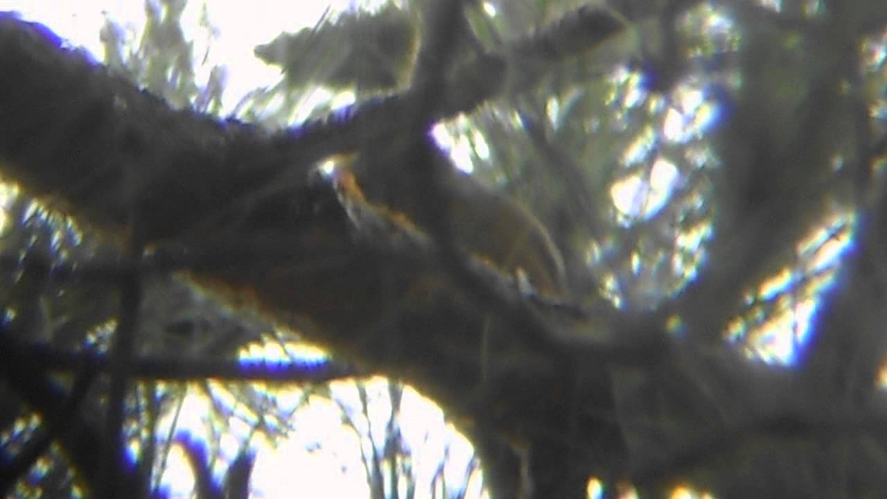 photography en español Parrot Crossbill