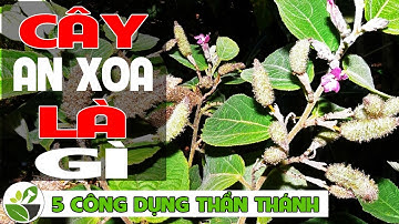 Cây An Xoa và 5 công dụng chữa bệnh về gan hiệu quả