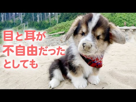 The Moment A Blind And Hard Of Hearing Corgi Felt The Love Of Its Owner Youtube