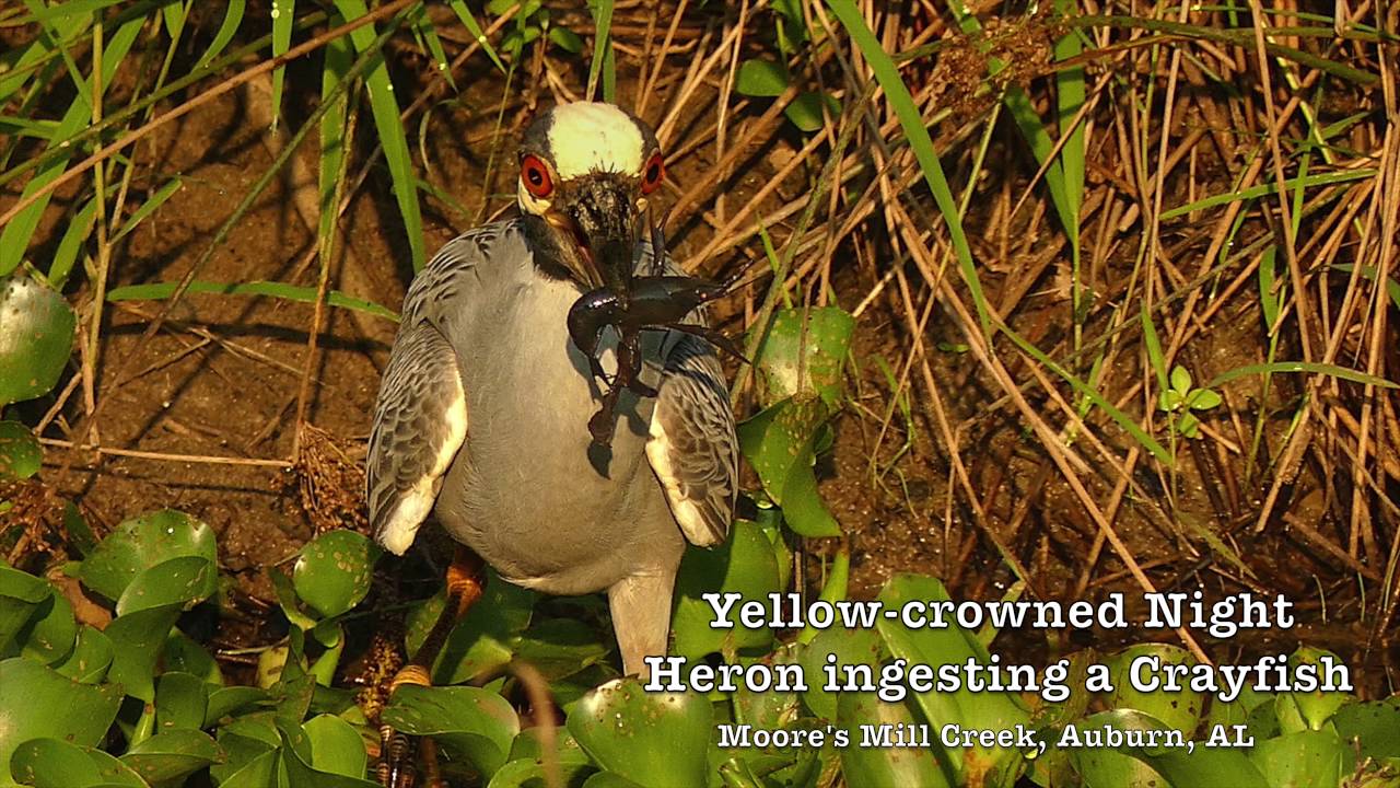 bird app Adult Yellow-crowned Night Heron Ingesting a Crayfish