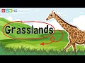 Grasslands: Characteristics and Importance