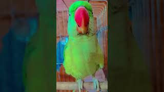 mithu Billi kaise bolega 🐈😺😺 #parrot #trending #funny #talkingparot #comedy #mithukibatain