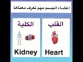 أعضاء الجسم المهمة بالانجليزية معرفة اعضاء الجسم و كيفية نطقها بالانجليزية Learn English 
