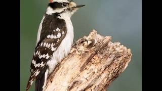 Wood Pecker Video - Justimages