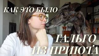картинка: Усыновление испанского Гальго и жизнь с двумя борзыми