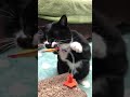 おもしろい動きの白黒猫ざきおtuxedo-cat【猫動画】