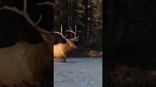 Elk crossing a river in Banff National Park, Canada#petlover #animals