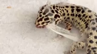 ASMR Reptile Skin: Leopard Gecko's Mesmerizing Shedding Journey || WooGlobe