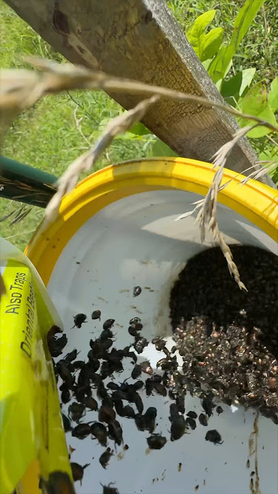 Day 3: The Japanese Beetle Traps are Full!
