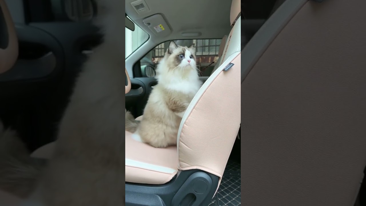 Cats will stand up when they hear this song 