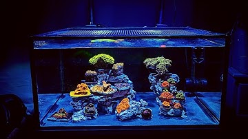 Adding Coral to Nano Reef Tank (Skimmerless) - Nuvo 25 Episode 2