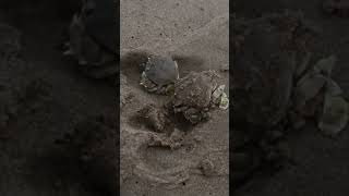 Crab rescue - let crabs be free 🥳