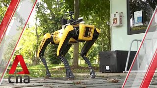 Meet the robot dog promoting safe distancing in Singapore's parks