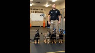 German shepherd dogs in training #k9 #germanshepherd #puppy #dog #fyp #trending #viral