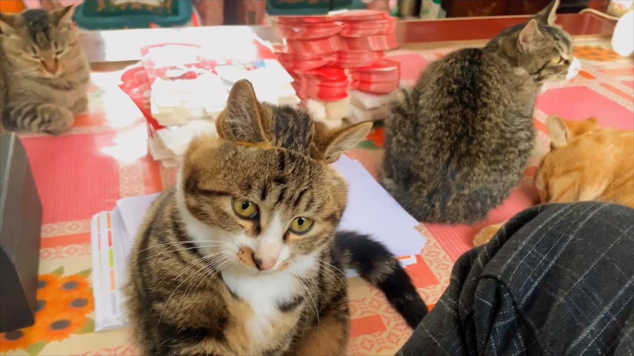 橘猫胖 狸花猫瘦 是有原因的 Youtube