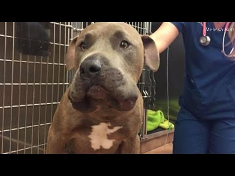battle snake vs pitbull battle snake vs pitbull