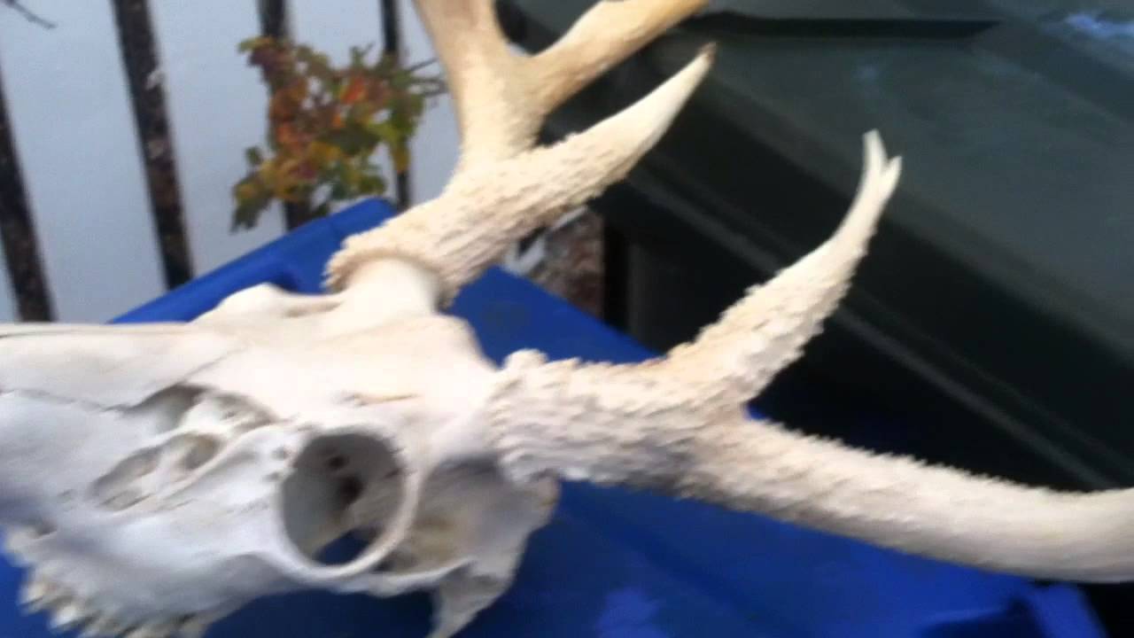 Bleaching Deer Skull DIY YouTube