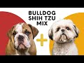 All about the bulldog shih tzu mix