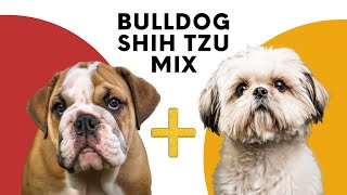 All About the Bulldog Shih Tzu Mix