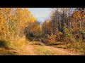 Красивая Осень | ЗОЛОТАЯ ОСЕНЬ | ОСЕНЬ, Осенний Лес | Красивая Природа для Души, для Релаксации