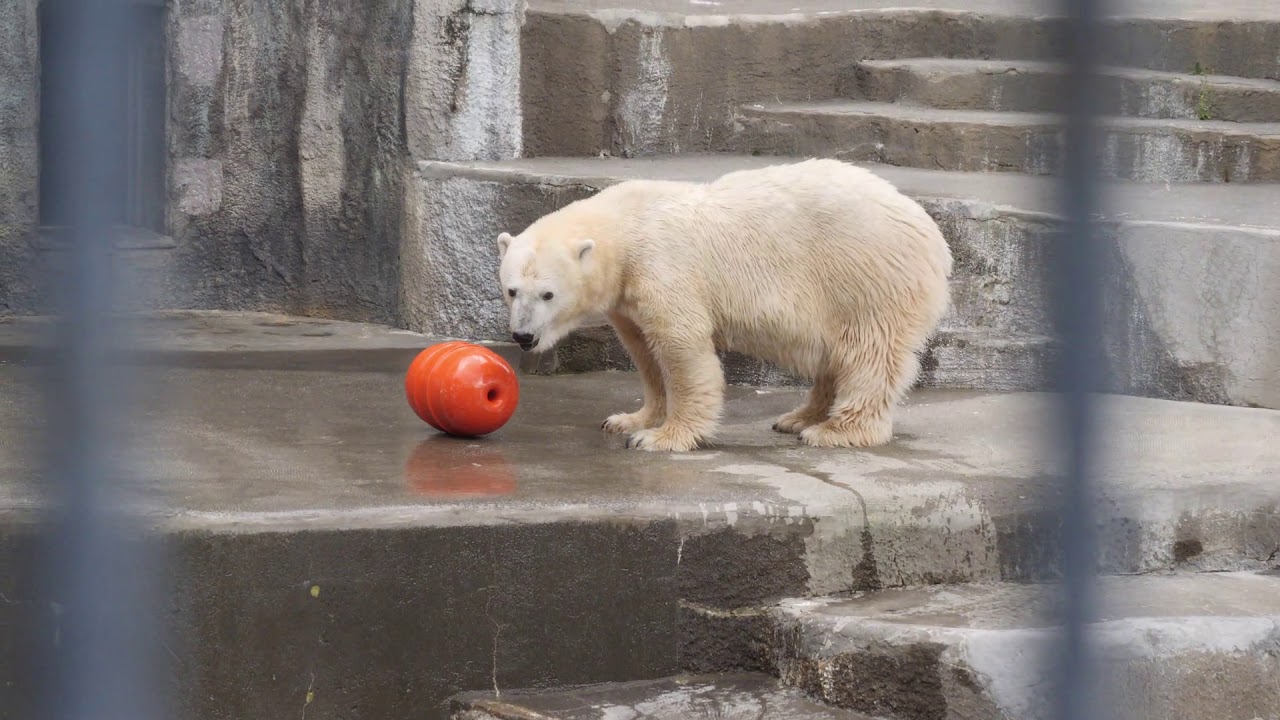 静岡 浜松市動物園 動物園情報サイトzoo Palette 全国地域別一覧 地方別 エリア別 飼育動物一覧 園内マップ アクセス 駐車場 休園日 開園時間 入園料 パスポート ふれあい レストラン 授乳室 施設 イベント 静岡 浜松市動物園 動物園情報サイトzoo Palette 全国地域別一覧 地方別 エリア別 飼育動物一覧 園内マップ アクセス 駐車場 休園日 開園時間 入園料 パスポート ふれあい レストラン 授乳室 施設 イベント