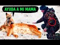 Hombre ayuda a una madre GATA moribunda una semana después recibe una llamada inesperada