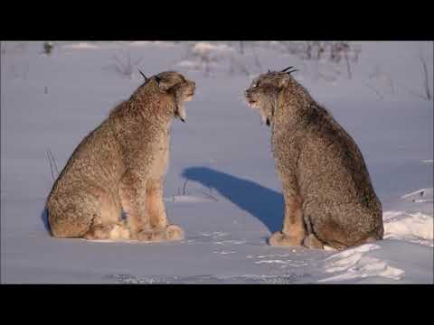 Lynx Screaming during mating season 2