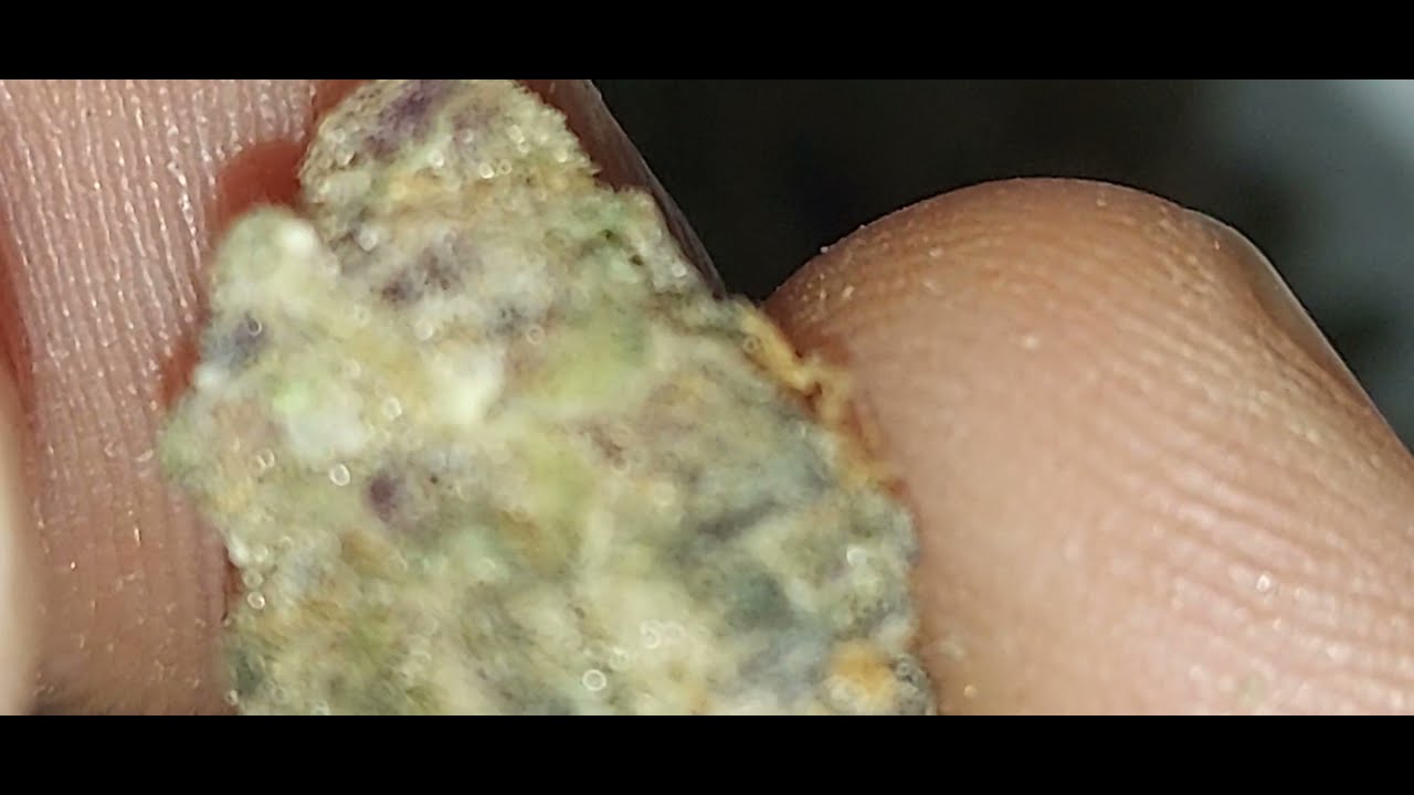 Gmo 'z by Cookies. Hybrid