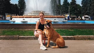 КАНЕ КОРСО ФИЛЯ // CANE CORSO FILYA КАНЕ КОРСО ФИЛЯ // CANE CORSO FILYA