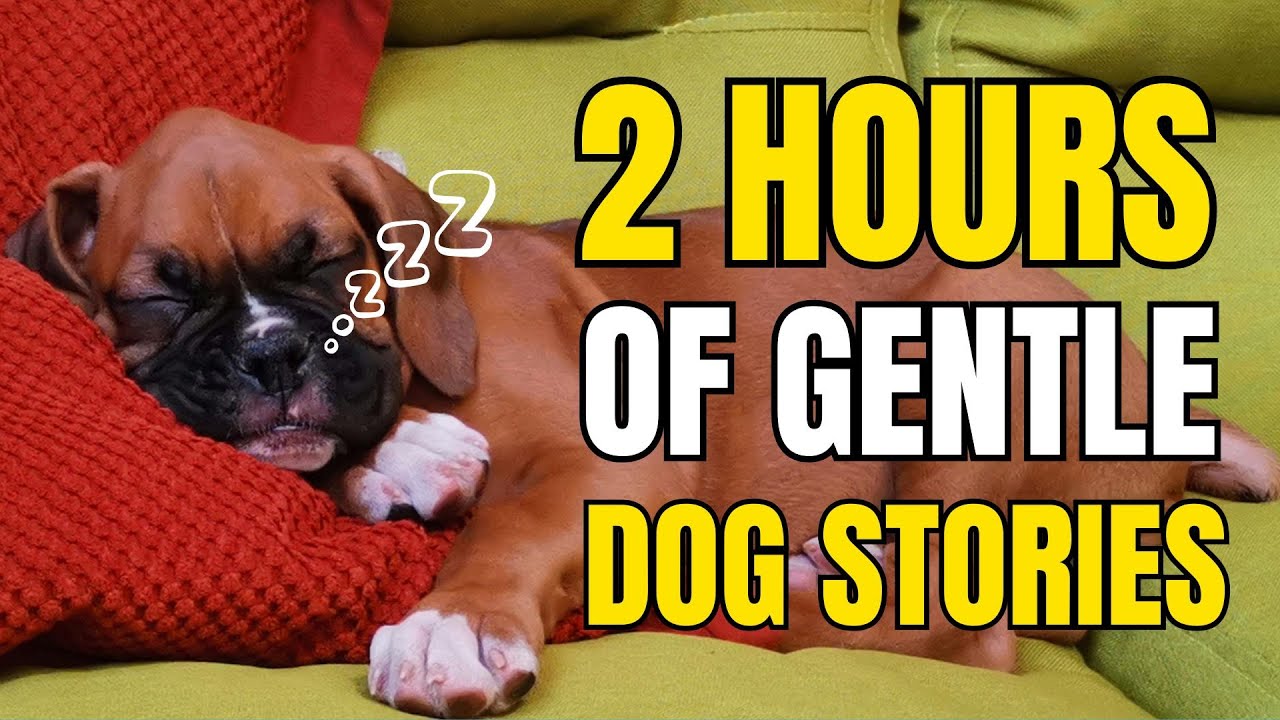 3 Hours of Dog Sleep Stories – Peaceful Tales for Deep Rest