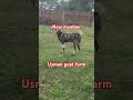 Usmanfarms #goatlover #usmangoatfarm #goatfarming #animals gujari