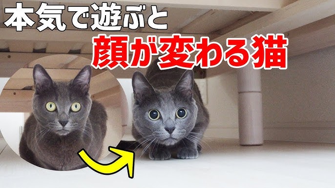 ニトリの食パンクッションが気に入りすぎてほぼ1日眠る猫 Youtube ニトリの食パンクッションが気に入りすぎてほぼ1日眠る猫 Youtube