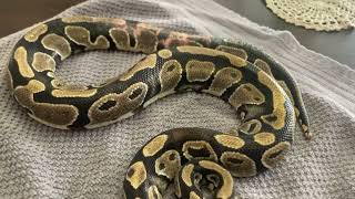 Update on the ball python with burns